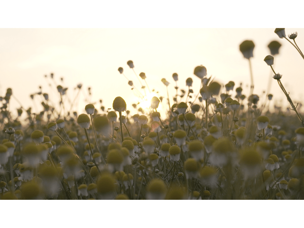 Bonomelli 09 immagine